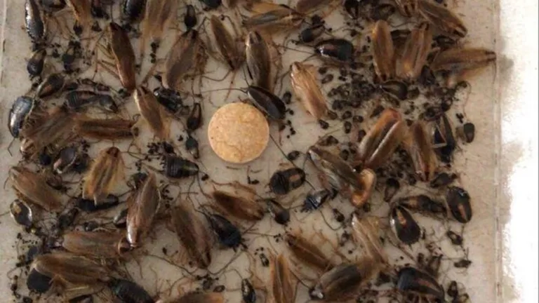 Cockroach glue trap showing dozens of cockroaches caught during a pest control treatment